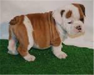 adorableenglishbullpuppiesforsale