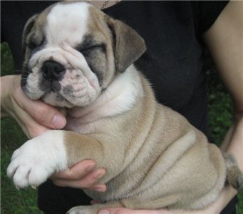 cuteandlovelyenglishbulldogsforyou