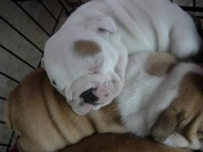 maleandfemaleenglishbulldogsforsale