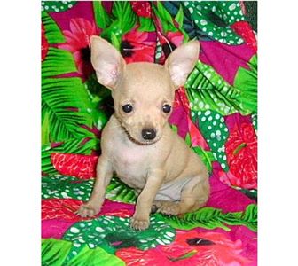 Cutechihuahuaforsale