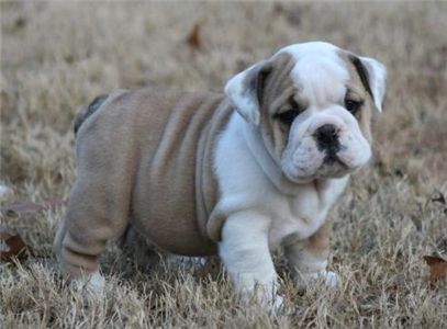 Adorablebulldogpuppiesforadoption