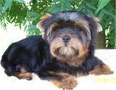 AdorableYorkiePuppiesForAdoption