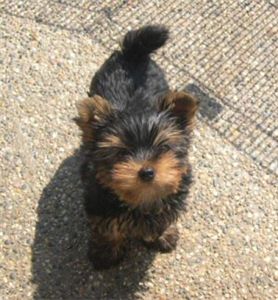 yorkiepuppiesforadoption