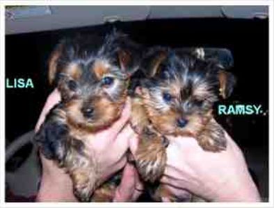 yorkiepuppiesforadoption