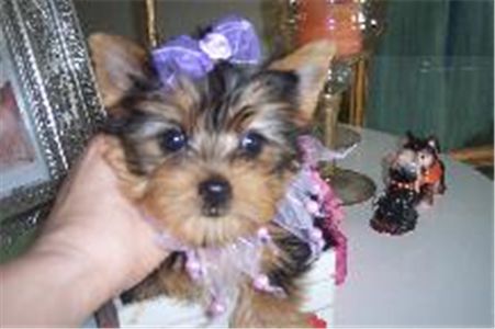 Adorableyorkiepuppiesforadoption